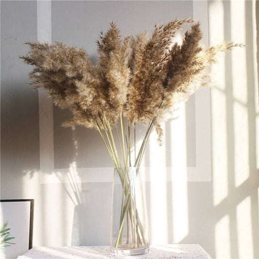 Pampas brown-XL-set of 10 stems - https://orahomedecor.in/