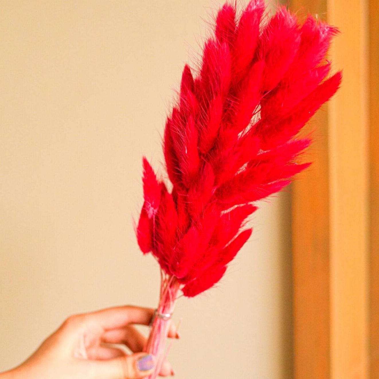 Red Bunny tails-set of 50 stems - https://orahomedecor.in/