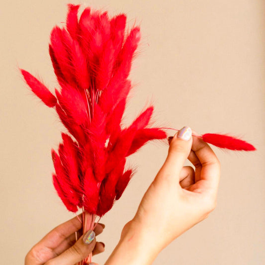 Red Bunny tails-set of 50 stems - https://orahomedecor.in/