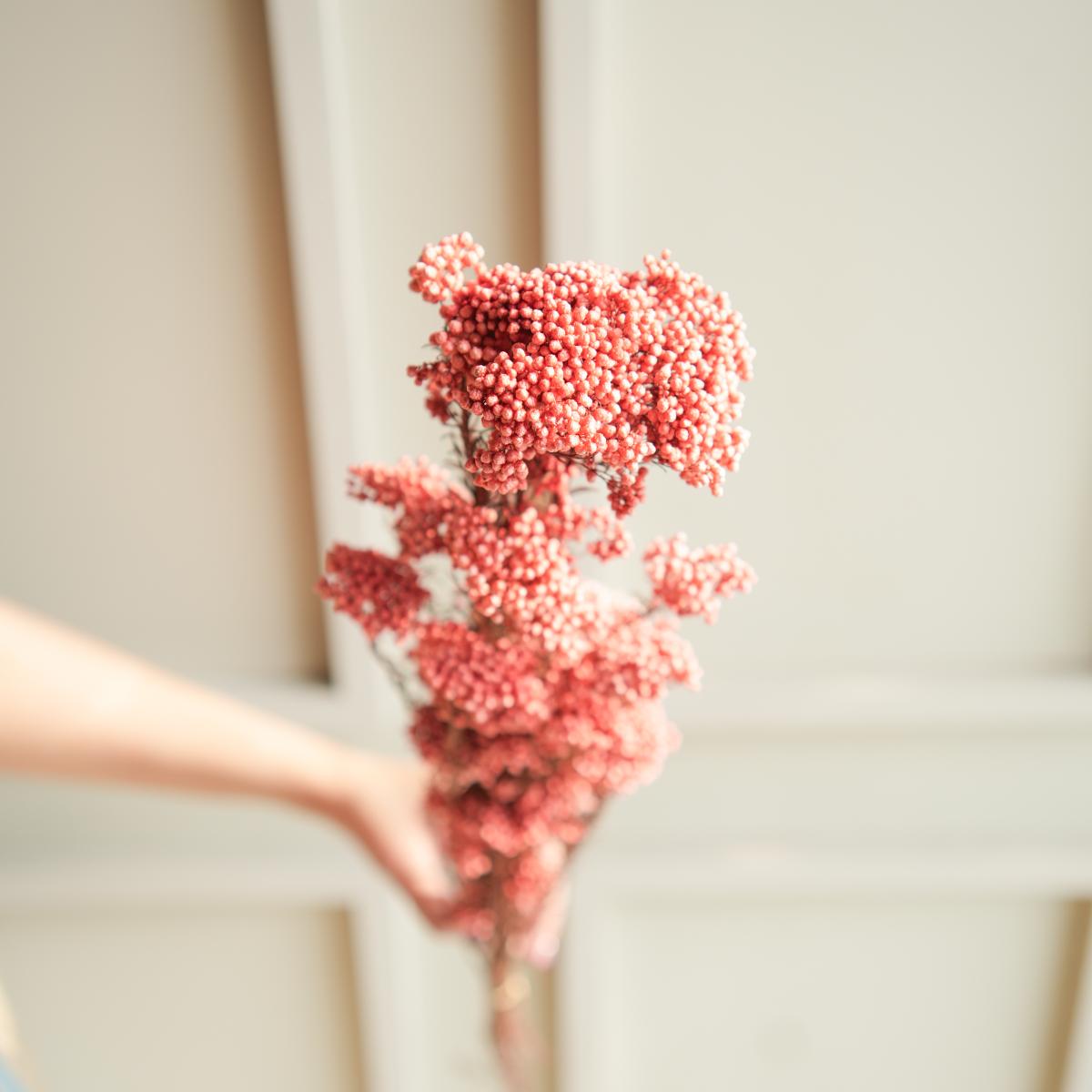 Rice flower-Dark Pink