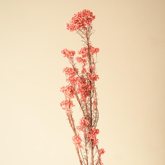 Rice flower-Dark Pink