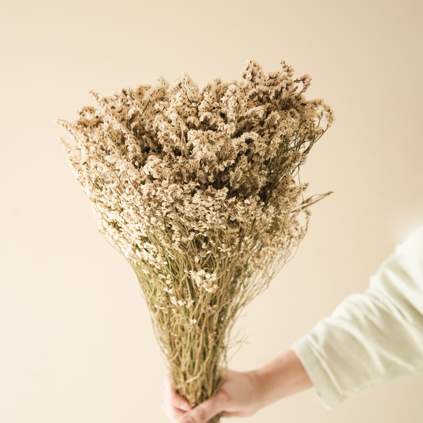 White Star Grass
