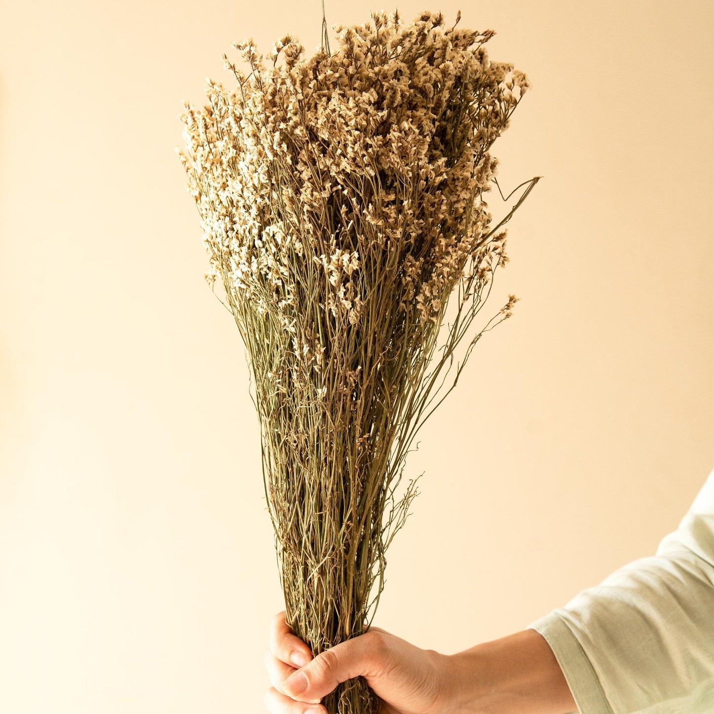 White Star Grass