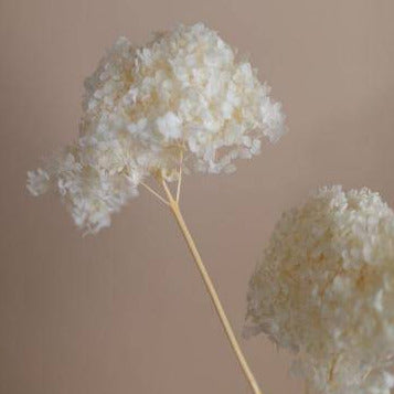 Hydrangeas _White - https://orahomedecor.in/