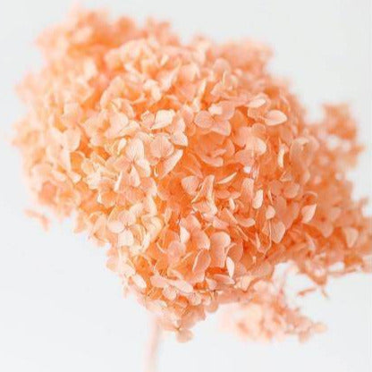 Hydrangeas _Peach - https://orahomedecor.in/