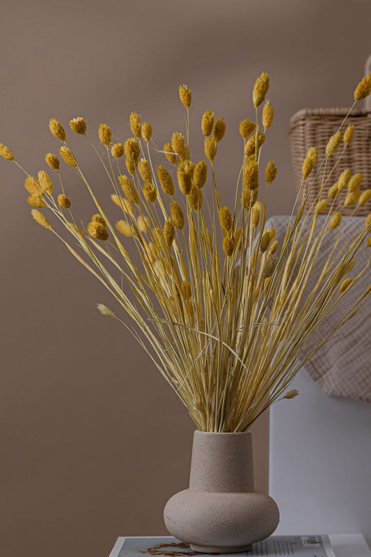 Phalaris- Yellow