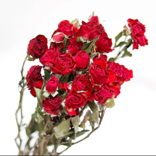 Dried Red roses