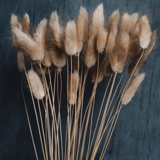 Imported bunny tails-set of 30 stems - https://orahomedecor.in/