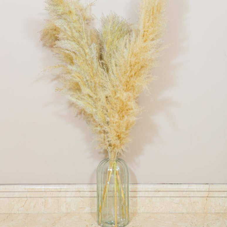 Imported Ivory pampas set of 5 stems ! - https://orahomedecor.in/