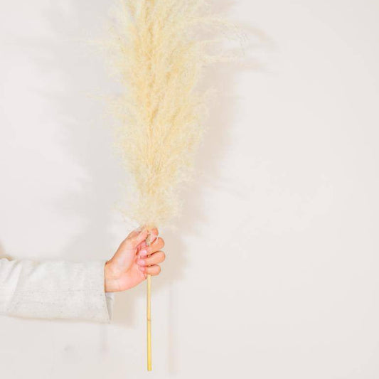 Imported Ivory pampas set of 5 stems ! - https://orahomedecor.in/