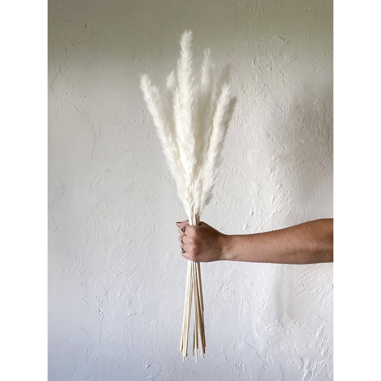 Mini white pampas-set of 10 sticks - https://orahomedecor.in/