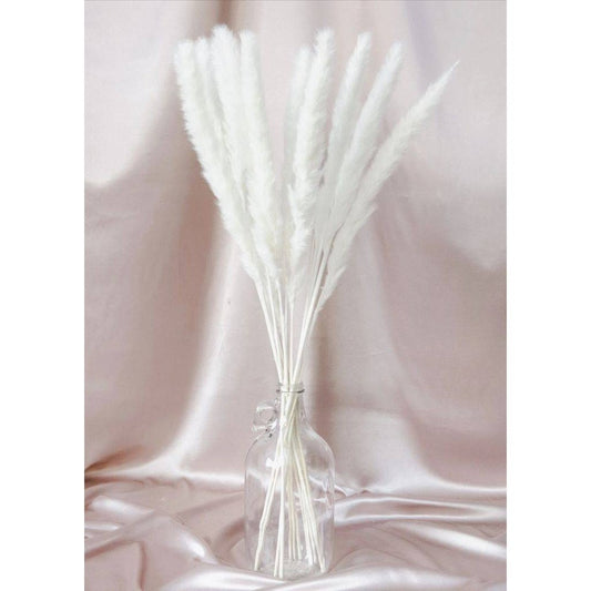 Mini white pampas-set of 10 sticks - https://orahomedecor.in/