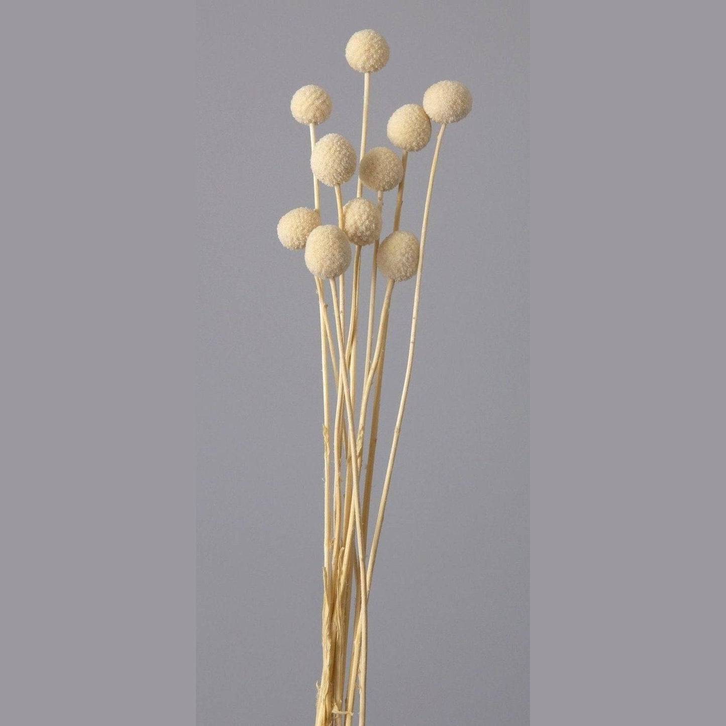 Billy ball-set of 10 - https://orahomedecor.in/