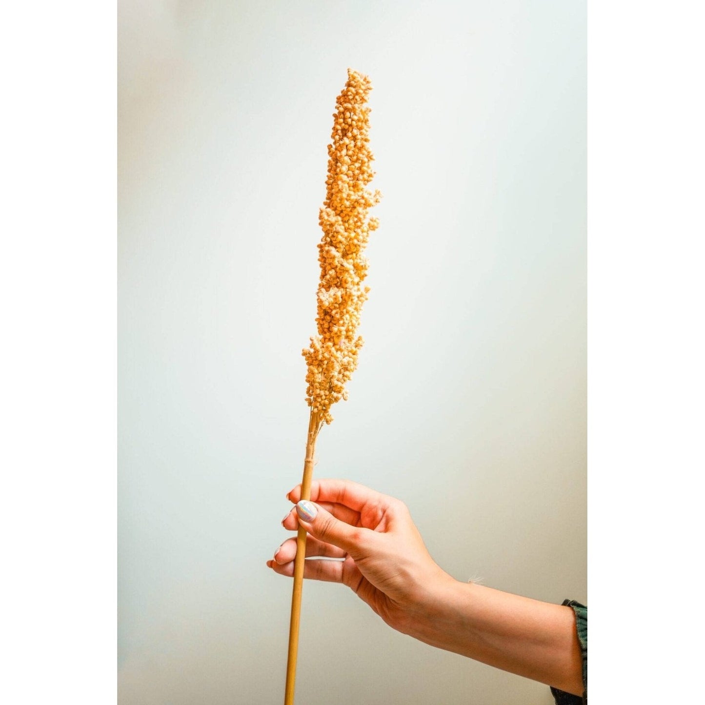 Corn bunch - https://orahomedecor.in/