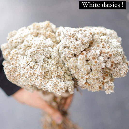 Daisies white-set of 30 stems - https://orahomedecor.in/