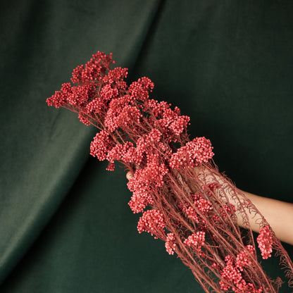 Rice Flower- Red