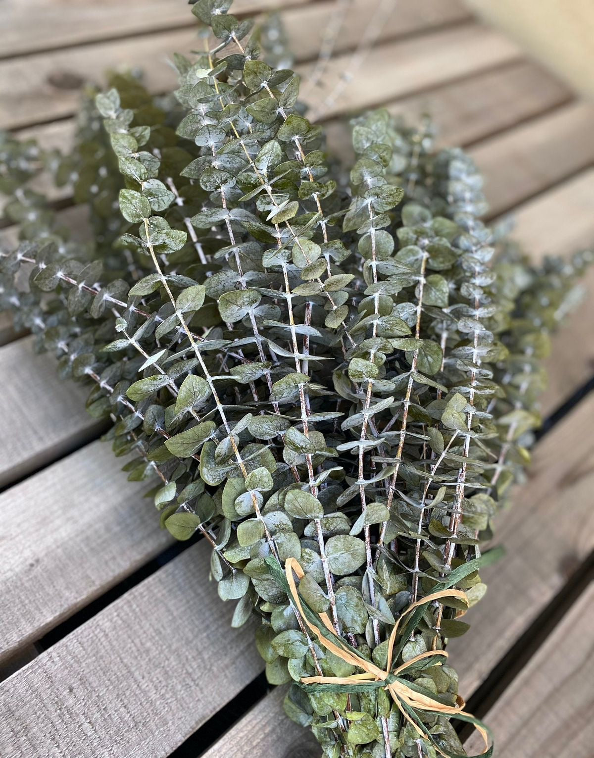 Dried light green  Eucalyptus parvifolia