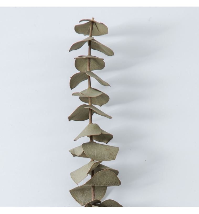 Dried light green  Eucalyptus parvifolia
