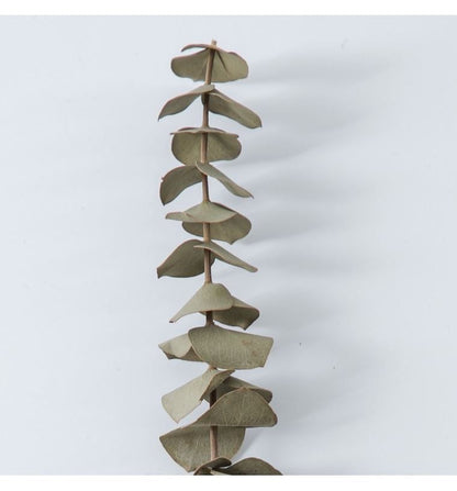 Dried light green  Eucalyptus parvifolia