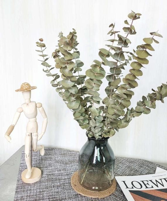 Dried light green  Eucalyptus parvifolia