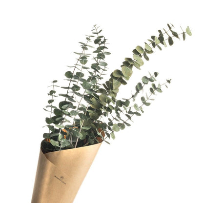 Dried light green  Eucalyptus parvifolia