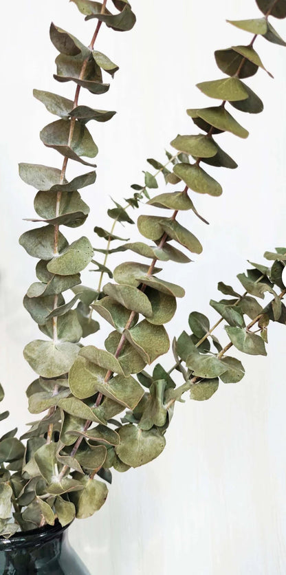 Dried light green  Eucalyptus parvifolia
