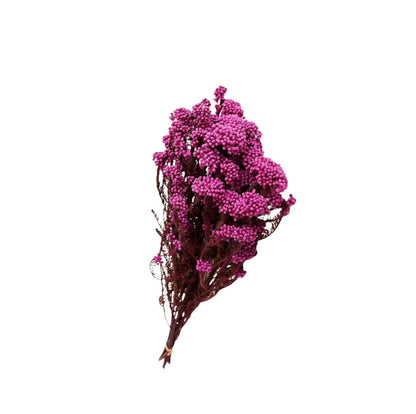Pink Dried Rice Flower – Natural Forever Floral Décor | Ora Home Decor