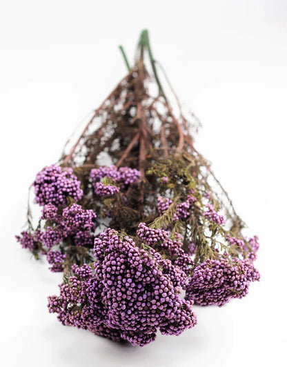 Purple Dried Rice Flower – Natural Forever Floral Décor | Ora Home Decor