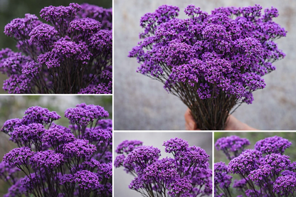 Purple Dried Rice Flower – Natural Forever Floral Décor | Ora Home Decor