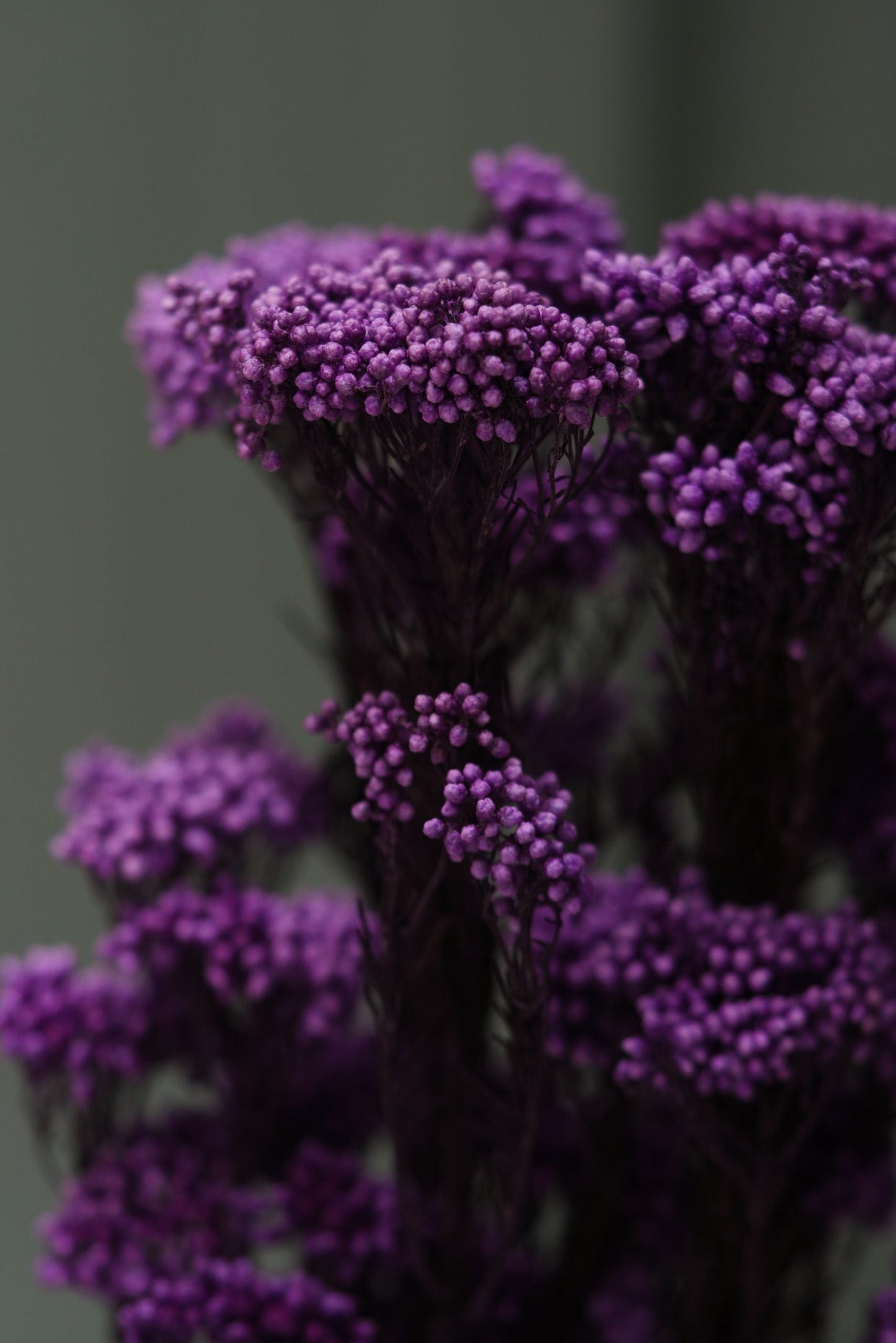 Purple Dried Rice Flower – Natural Forever Floral Décor | Ora Home Decor