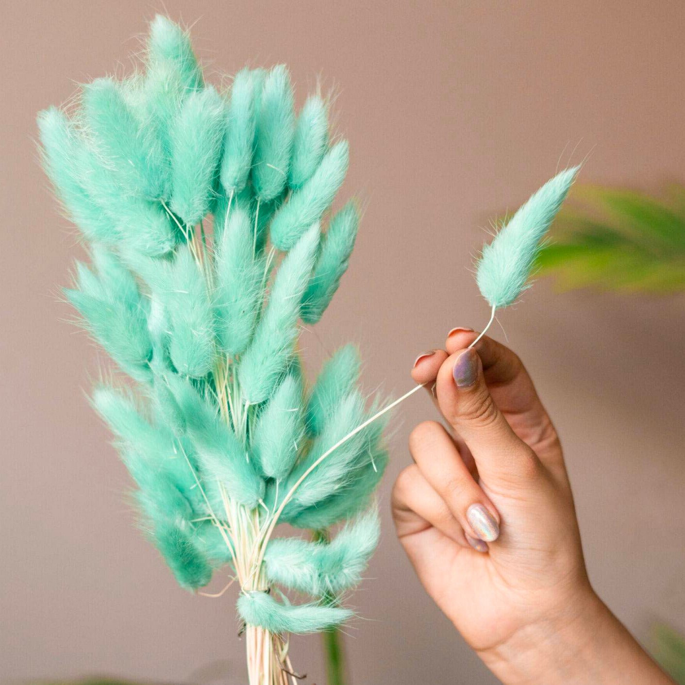 Dark Mint Green Bunny Tails – Premium Dried Flower Bunch