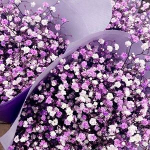 Purple Baby’s Breath | Dried Flowers (Gypsophila)